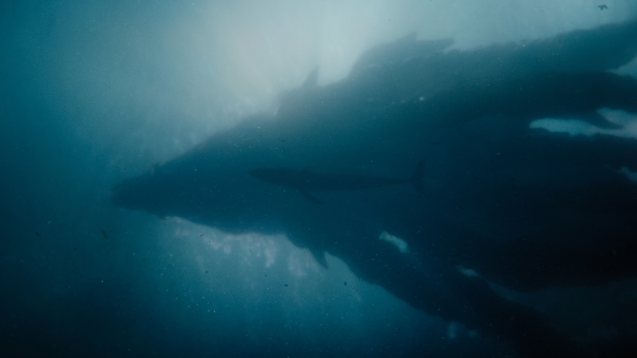 The massive, dark silhouette of a sea monster swims through the murky depths of the ocean.